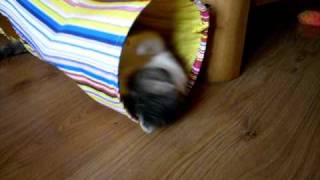 Download Lagu Tuli MP3