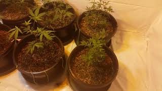 growing that indoor in Maine