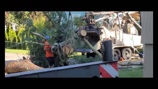Phase 1 of yard clean up: 9 trees 🌳 removed on Oct 4th, 2023
