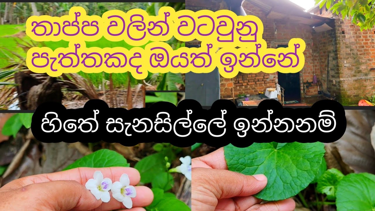  විදවන්නේ නැතුව විදින්නනම් || මේවගේ තැනක ජීවත්වෙන්න