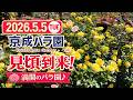 2026年5月5日 京成バラ園|春バラ見頃到来!満開のバラ園へ | Roses in Bloom (4K)