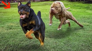 12 Aggresive Dog Breeds That Can Defeat A Rottweiler In Hindi | Rottweiler Vs 12 Dog Breeds - DOB