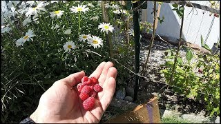 Жизнь в Трейлере, Тест Новой Насадки для Полива, Америка 2017 Жизнь в Трейлере, Тест Новой Насадки для Полива, Америка 2017