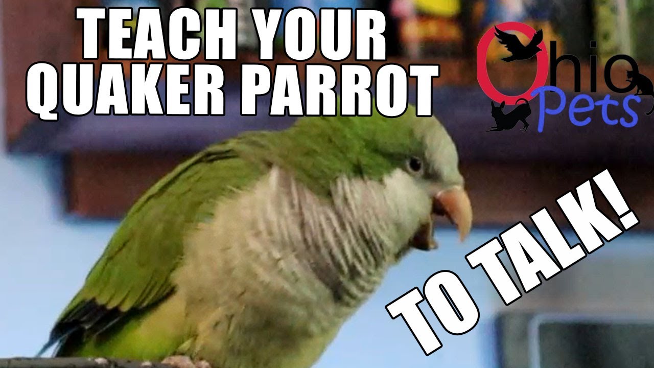 Train Your Quaker Parrot To Talk And Mimic YouTube train-your-quaker-parrot-to-talk-and-mimic-youtube
