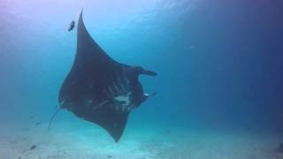 Daredivers Giant Mantas Of Raja Ampat