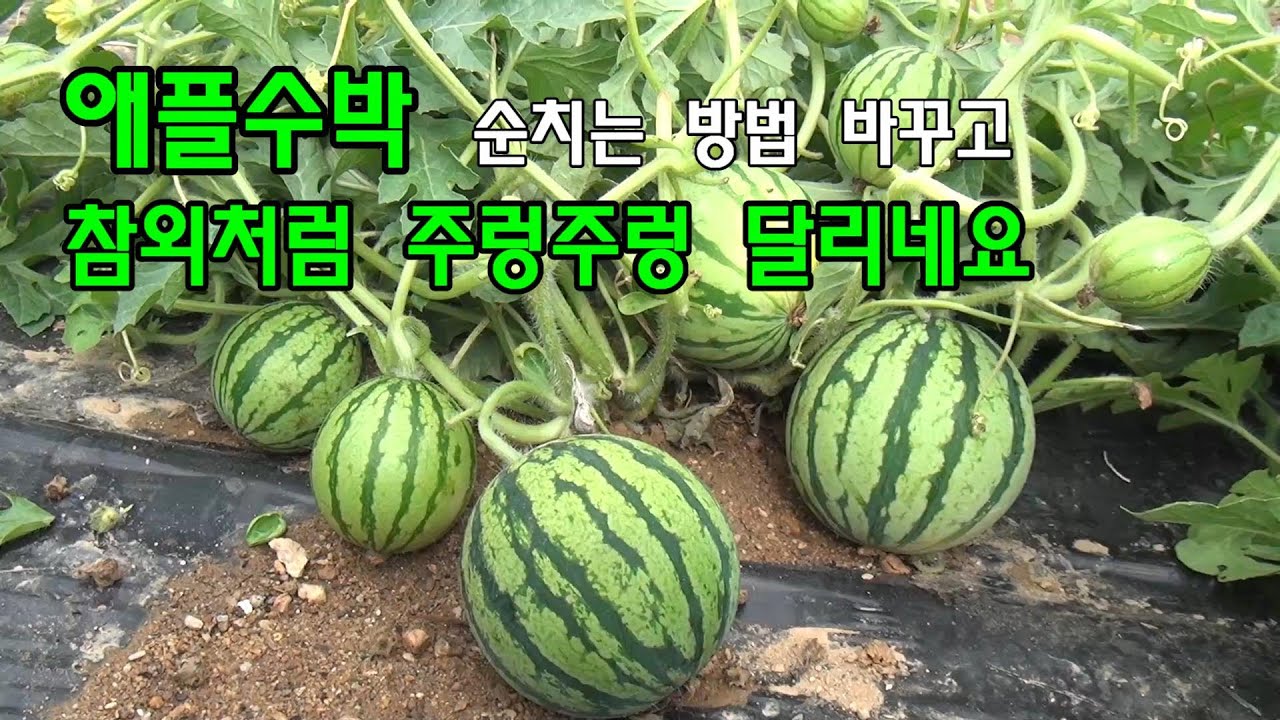 애플수박 순치기 방법을 바꾸었을 뿐인데  참외처럼 주렁주렁 달리네요