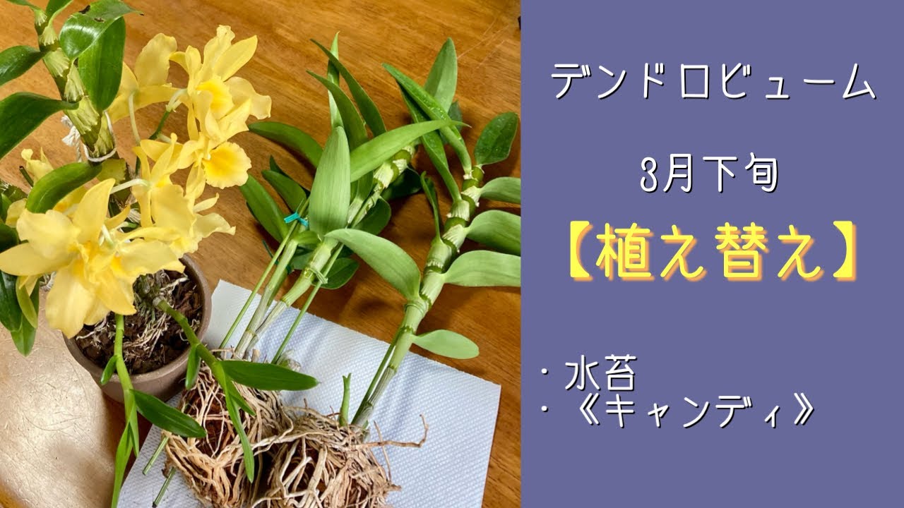 2023年3月29日　デンドロビューム【水苔で植え替え】　準備するもの　“キャンディ“の植え替え　鉢の選び方