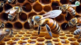 Life of Honey Bees in the Forest: The Buzzing Chronicles