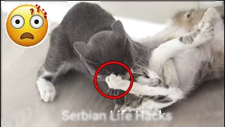 Real Cat Fighting / Cat fight - Funny Cats