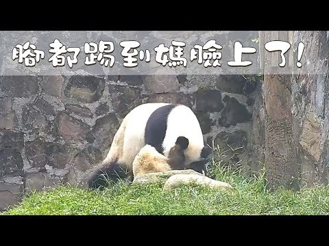 《熊貓早晚安》臭小子，腳都踢到媽臉上了!  | iPanda熊貓頻道