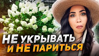 💥МЕТЕЛЬЧАТАЯ ГОРТЕНЗИЯ: малоизвестные секреты пышного цветения