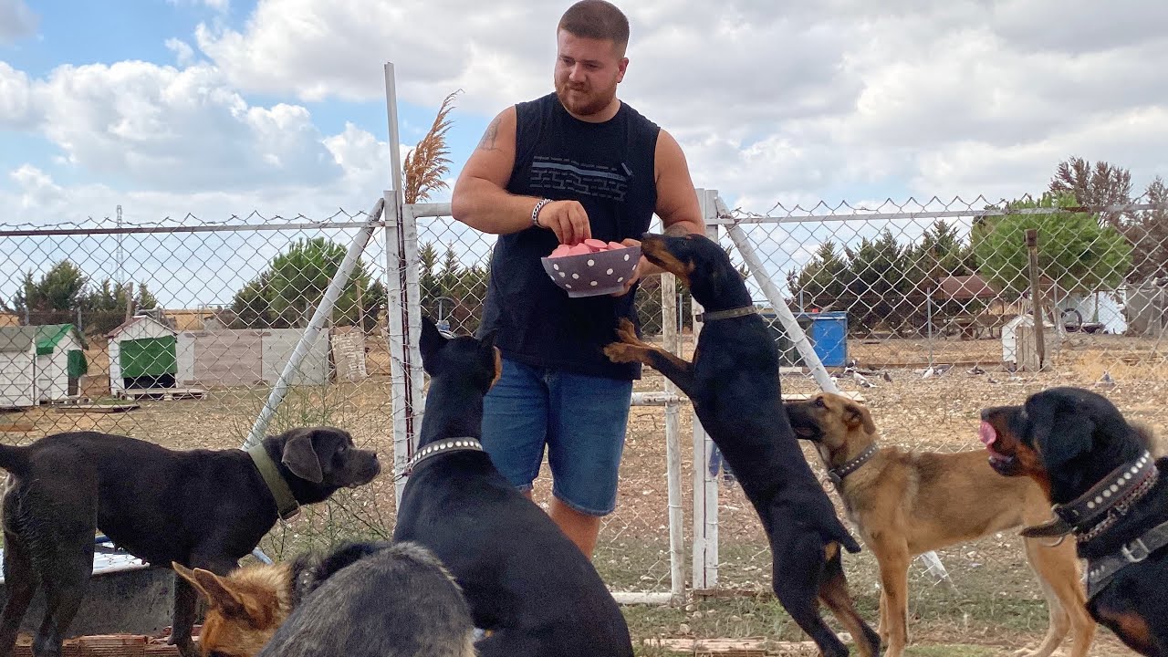 KÖPEKLERE SALAM ZİYAFETİ YAPTIM CANE CORSO ZEYNA HERKESE SALDIRDI!