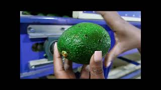 Afrex Gold Ltd Avocado Packhouse Tour 20th July 2022