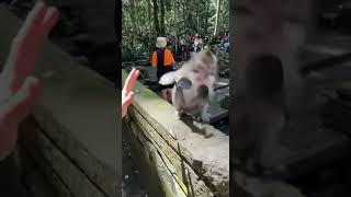 Monkey Steal Eyegles