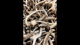 The Antler Store s Best Sellers Whitetail Craft 2nds and Mix Whitetail Deer antlers