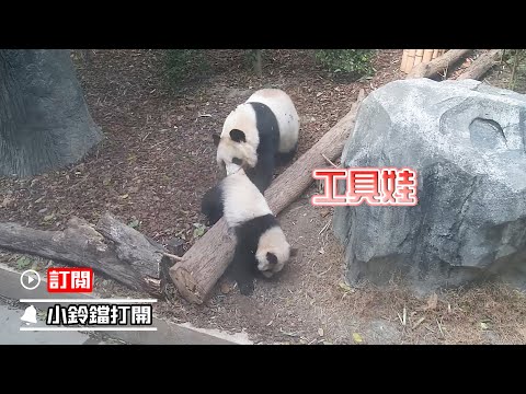 《熊貓早晚安》熊貓寶寶被媽媽當“拖布” | iPanda熊貓頻道