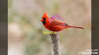 Cardinal animal totem