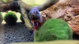 Curious Betta Fish and moss balls by Me 67 views 3 years ago 28 seconds