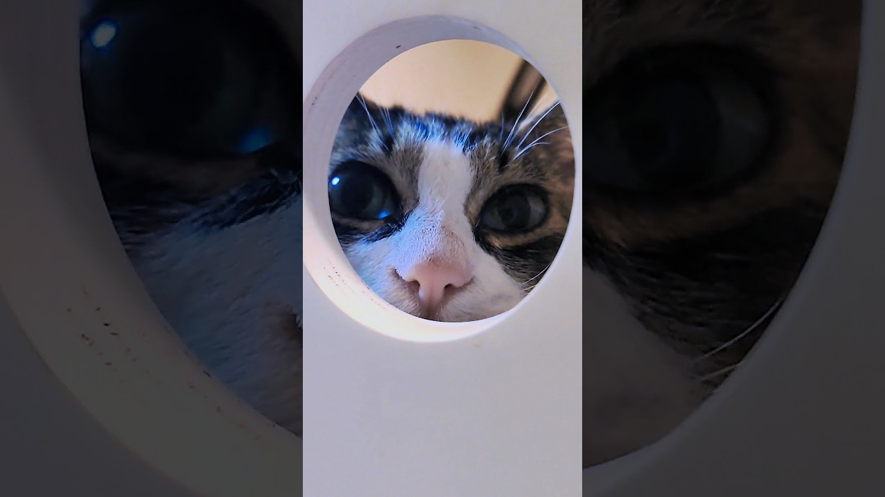 When I got close, the cat stuck its face into the hole, just as I