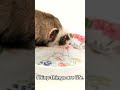 Top 10 Times Animals Stole Stuff Just Because They Could. #FurTheft #PetHeist #PawLoot #CritterCrook