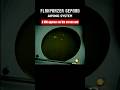 Radar Precision, Manual Backup: The Aiming System of the Gepard #flakpanzer #flak #panzer #gepard