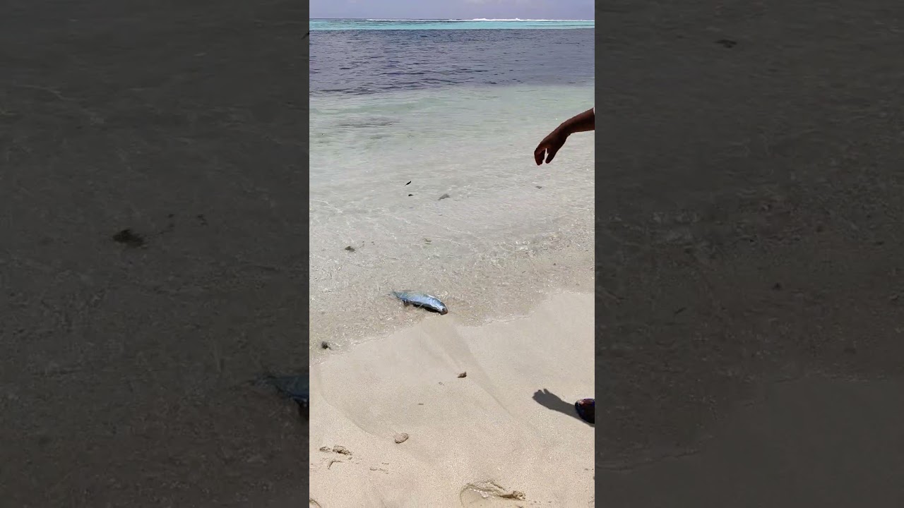 light casting - bluefin trevally