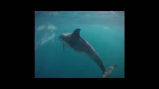 Dolphin Safari Gibraltar.