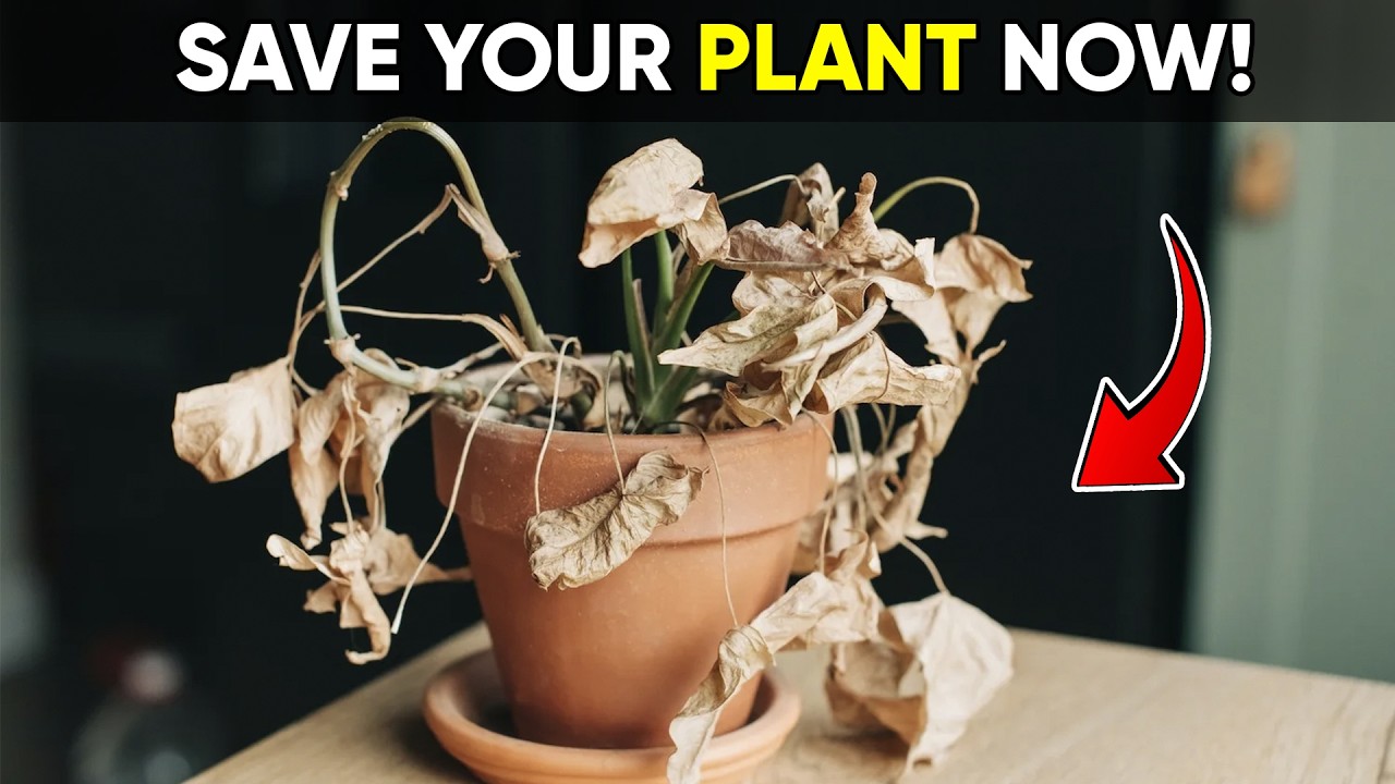Bring Dying Plants Back to Life With These Easy Plant Rescue Tricks! 🌿 ...