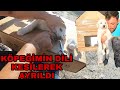 KÖPEĞİMİN KULAKLARI DEĞİL DİLİ KESİLECEK!!!GÖRÜNCE BENDE ŞAŞIRDIM~KULUBE YAPTIM