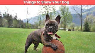 Things to Show Your Dog!