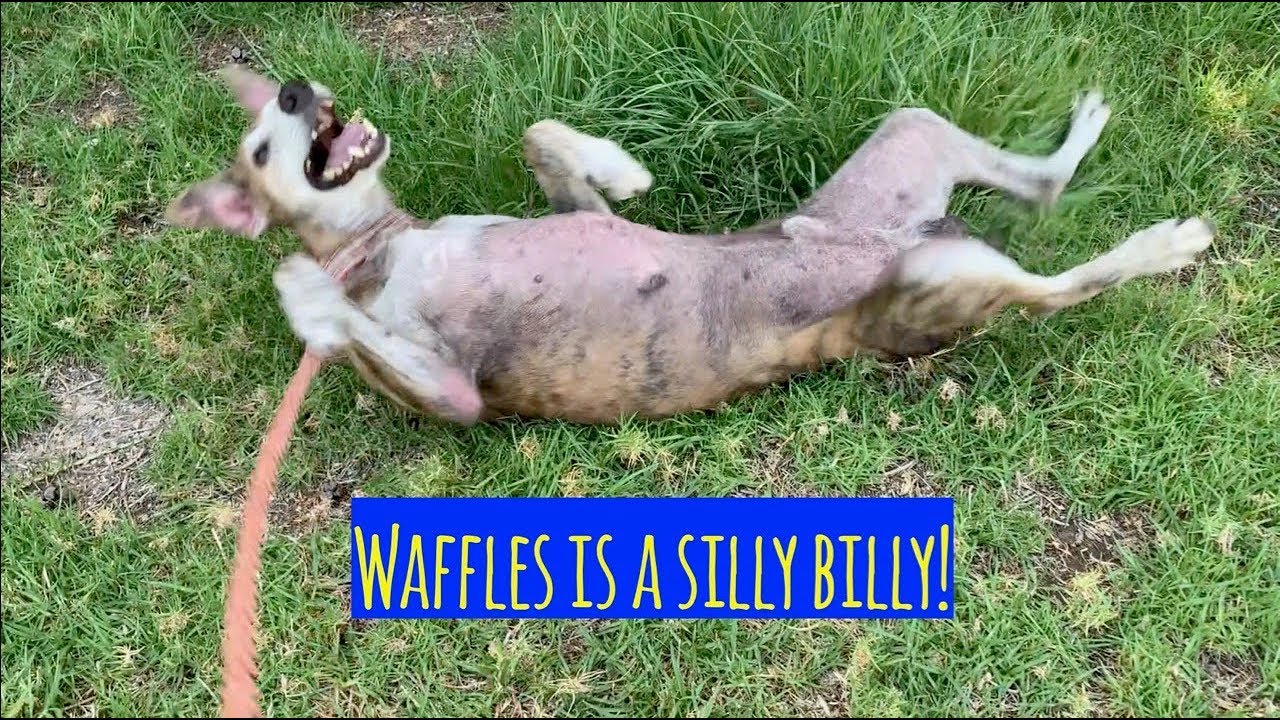 camera iphone 8 plus apk Waffles is a silly clown!