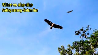 Mengejutkan, Burung elang Si Lee bertemu alap alap di alam liar