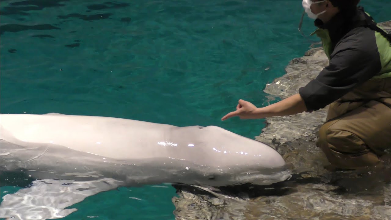 ベルーガ ミライくん 頭の穴から音が出ます 【名古屋港水族館】Beluga