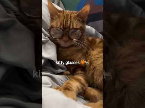 The Lovely Cat That Melted A Million Hearts Felinebeauty Catfunny Majesticcats 1millionviews