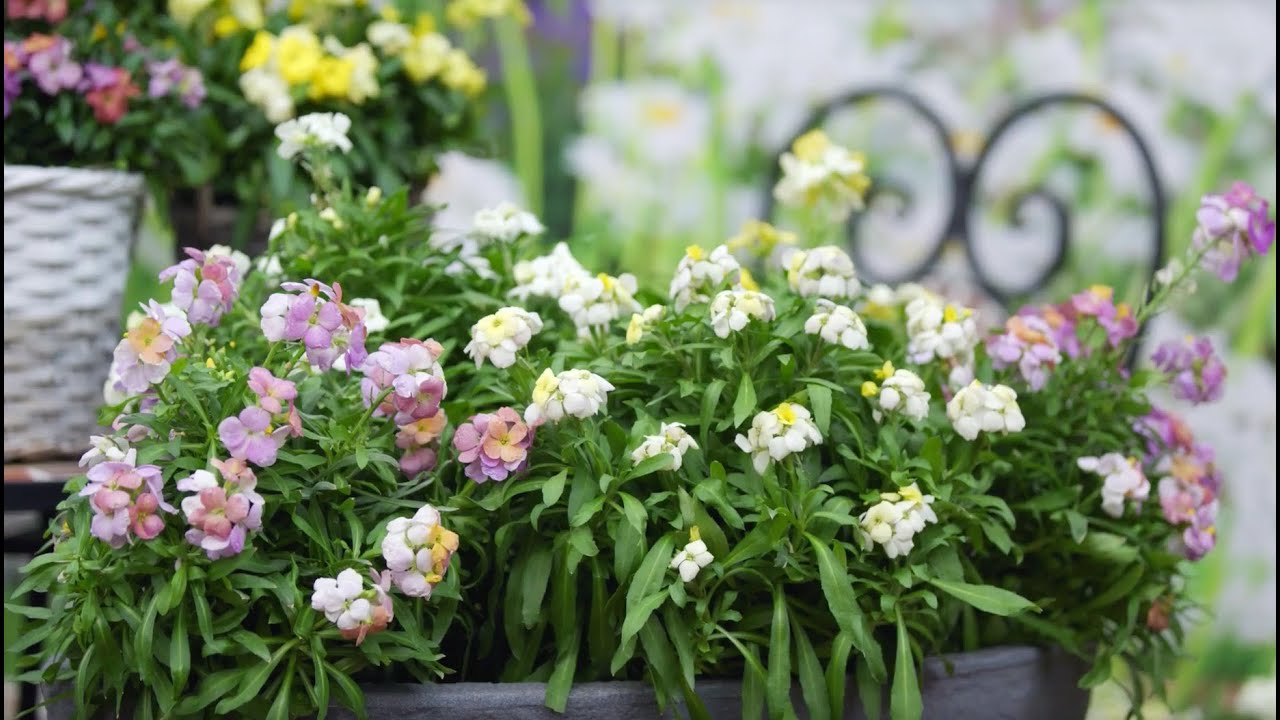 Erysimum Wallart Series - FlowerTrials 2022