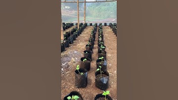 Thumbnail of Bibit Cabai Di Green House #shorts #greenhouse