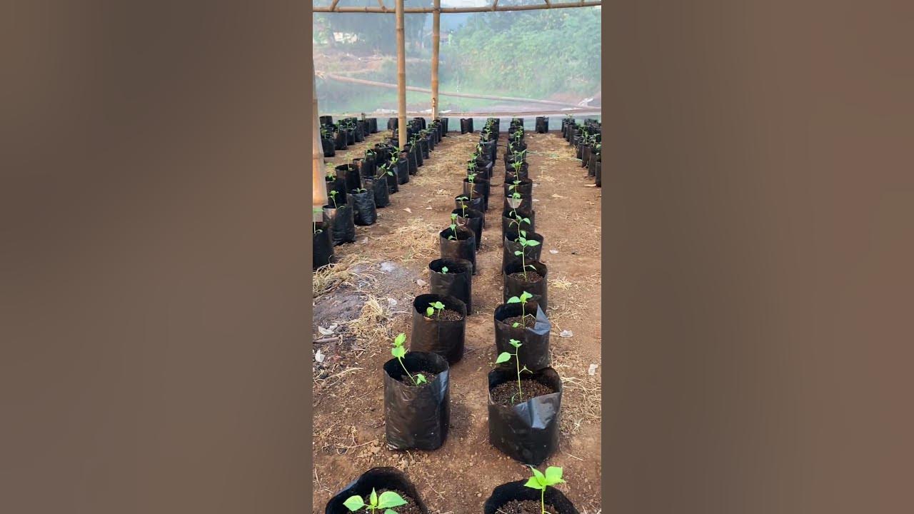 Bibit Cabai Di Green House #shorts #greenhouse