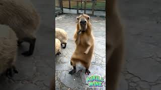 Танец капибары - Capybara dance #kirillmine #capybara #dance