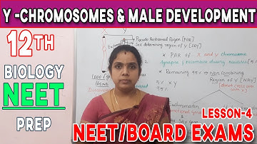 Y CHROMOSOME AND MALE DEVELOPMENT Tamil | class 12 principles of inheritance and variations
