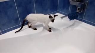 Ориентальный котенок  знакомится с водой by Della Strit 84 views 5 years ago 2 minutes, 16 seconds