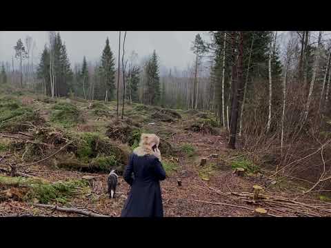 Video: Forskningsrojekt. Efterord