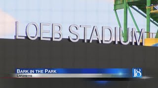 Dogs get in on the baseball fun with Bark in the Park
