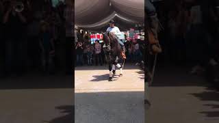 Caballos bailadores de gabriel Garcia del Ejido modelo(5)