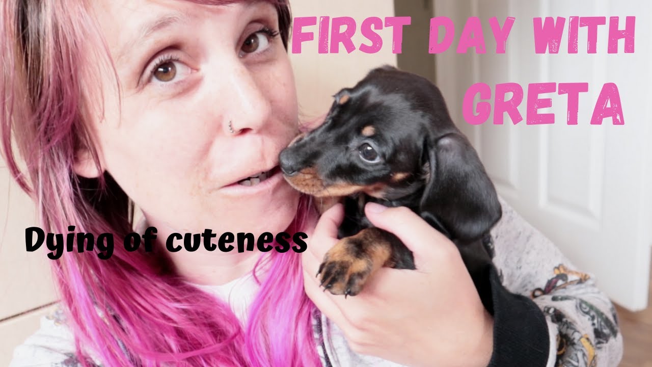 8 weeks old mini Dachshund first day at home