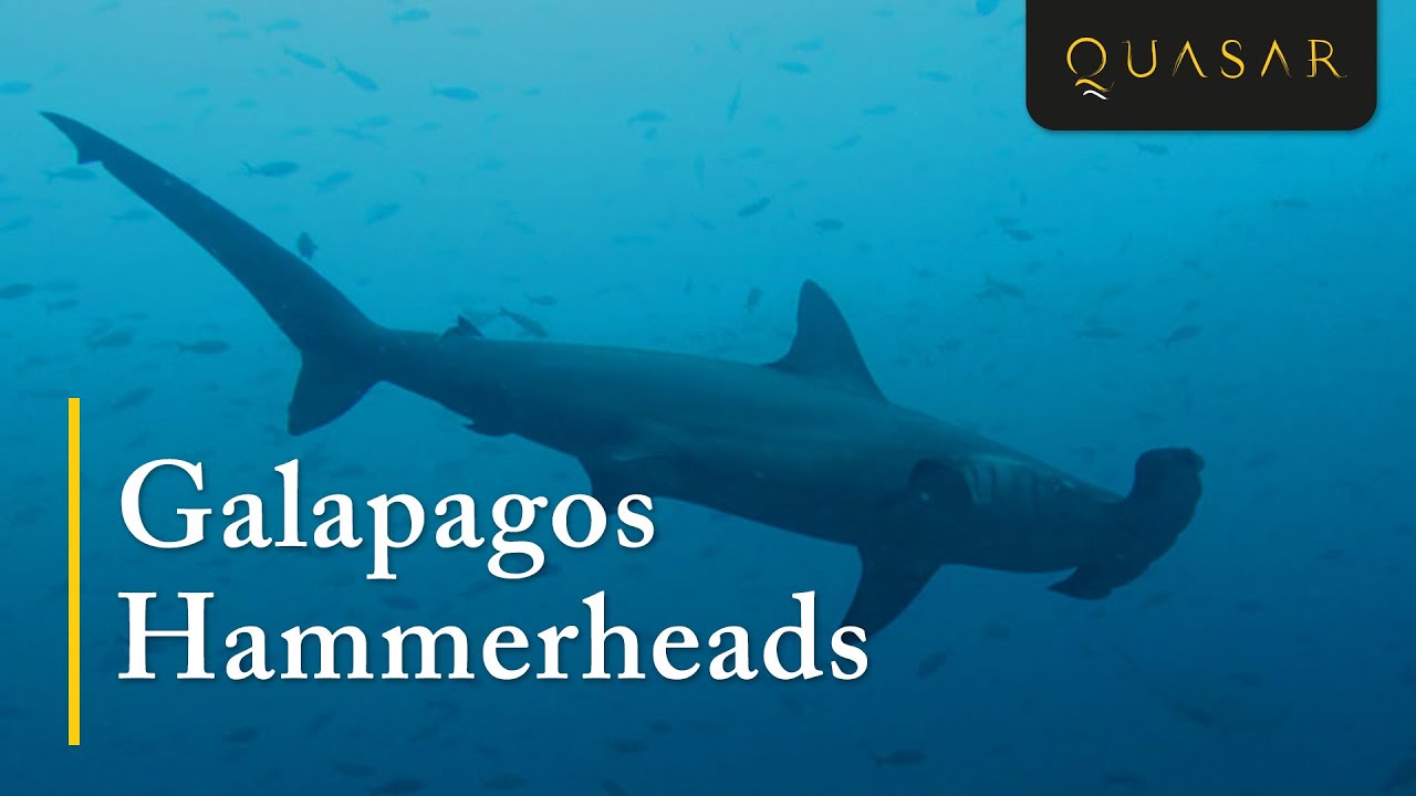 Galapagos Hammerheads The Scalloped Hammerhead Shark on Wolf & Darwin Island YouTube