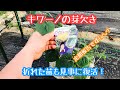 動画で家庭菜園『キワーノ（ツノニガウリ）の芽欠き…折れた苗も見事に復活！』H30.6.17