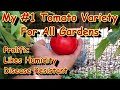 A Must Have Tomato Variety For Old New Gardeners Prolific Compact Handles Humidity Diseases