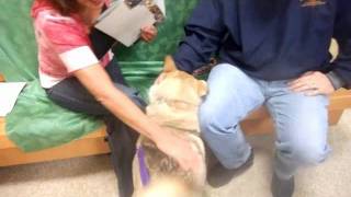 Lorna the Husky getting adopted!