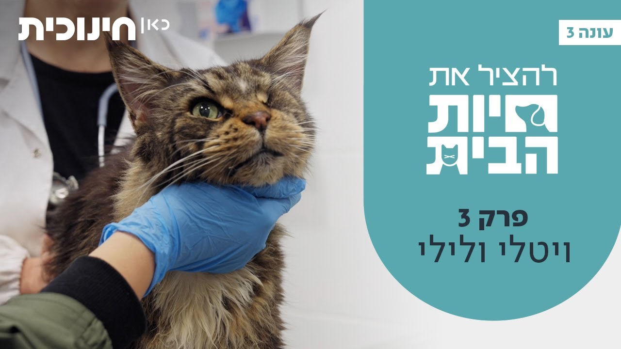 להציל את חיות הבית 3 🐶 | פרק 3 - ויטלי ולילי