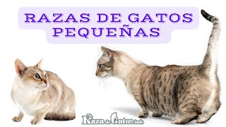 The 16 Smallest Cat Breeds by weight by Raza de Gatos 284 views 2 years ago 2 minutes, 9 seconds